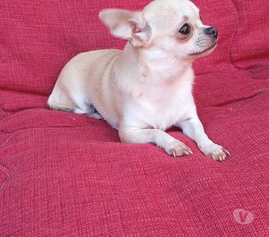 Gatos en Venta Santiago La Pintana - Fotos de Hermosa perrita Chihuahua miniatura
