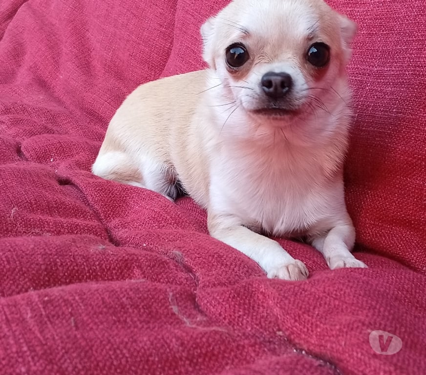 Gatos en Venta Santiago La Pintana - Fotos de Hermosa perrita Chihuahua miniatura