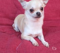 Hermosa perrita Chihuahua miniatura