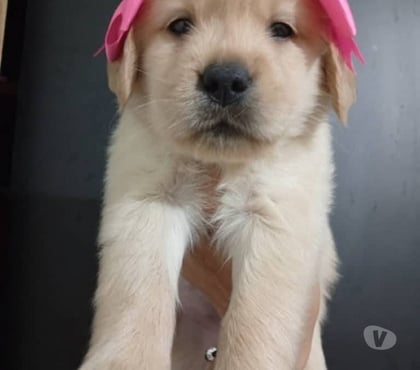 Mascotas en Venta Temuco Cautín - Fotos de Cachorritos golden retriever