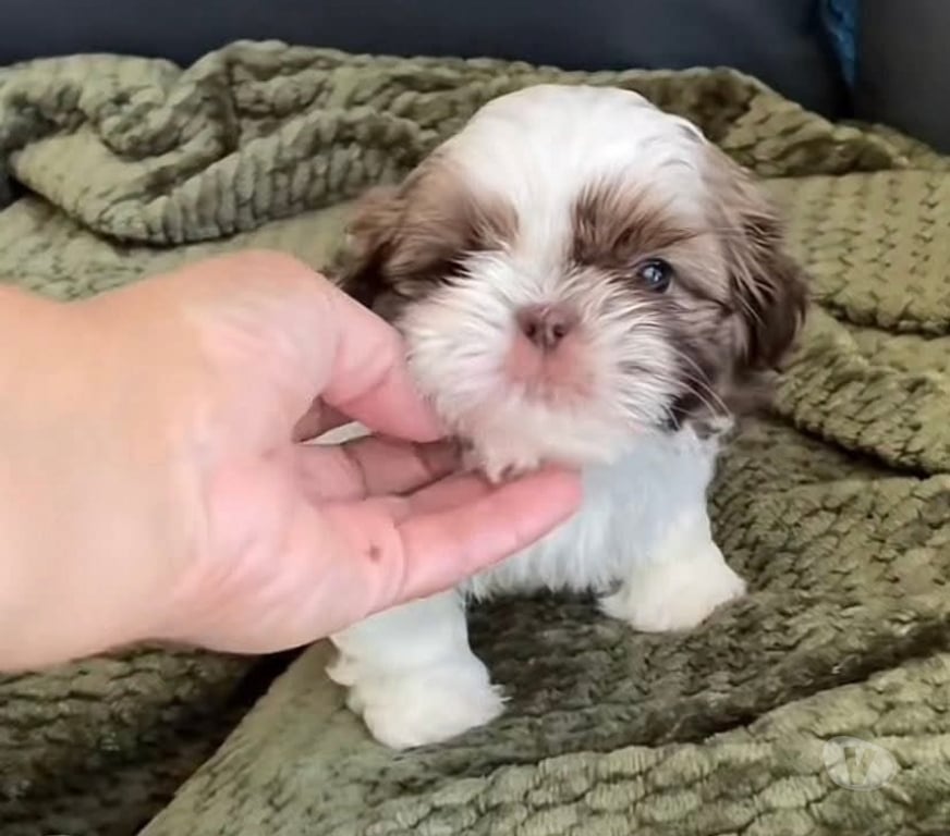 Gatos en Venta Cautín Temuco - Fotos de Raza shih tzu mascotas