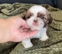Raza shih tzu mascotas