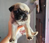 Raza pug bellisimos