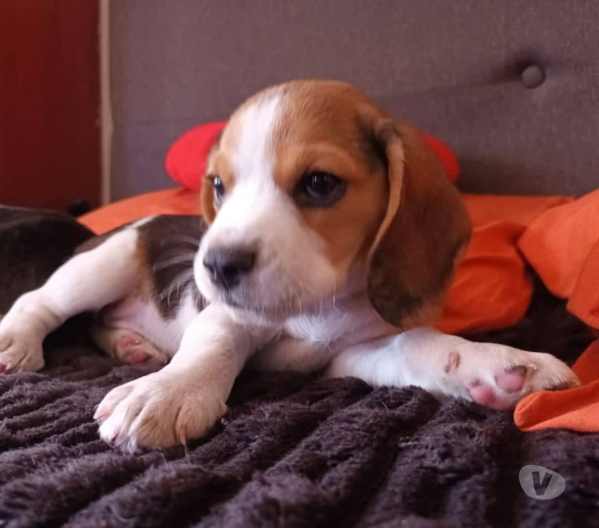 Gatos en Venta Cautín Temuco - Fotos de Cachorros beagle