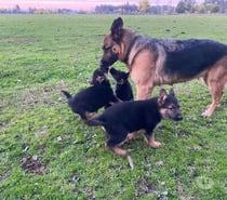 Cachorros pastor aleman