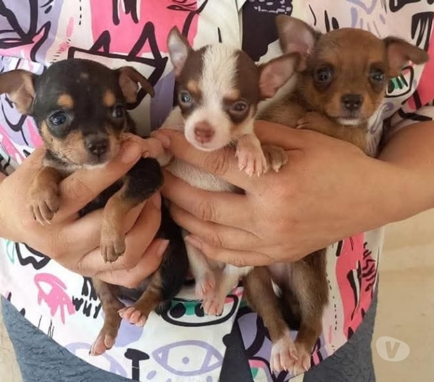 Gatos en Venta Cautín Temuco - Fotos de Chihuahuas mini