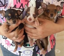 Chihuahuas mini