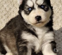 Husky siberiano mascotas