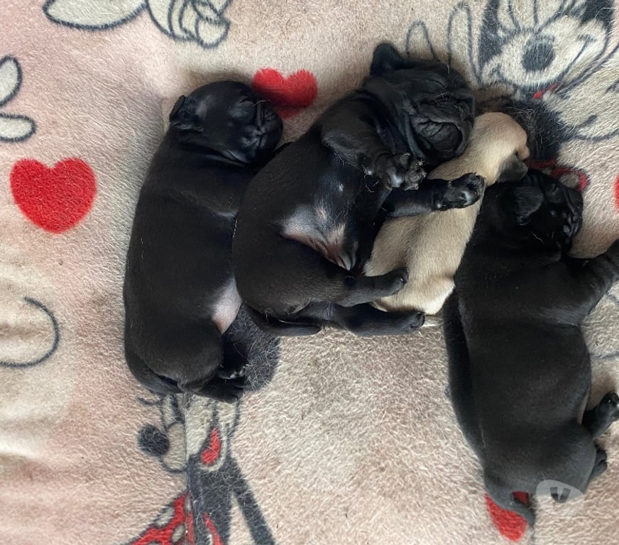 Gatos en Venta Santiago Huechuraba - Fotos de Cachorritos Pug