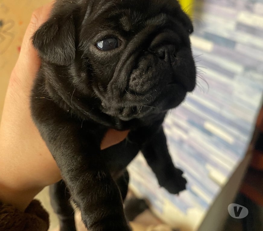 Gatos en Venta Santiago Huechuraba - Fotos de Cachorritos Pug