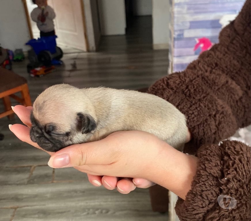 Gatos en Venta Santiago Huechuraba - Fotos de Cachorritos Pug