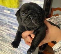 Cachorritos Pug