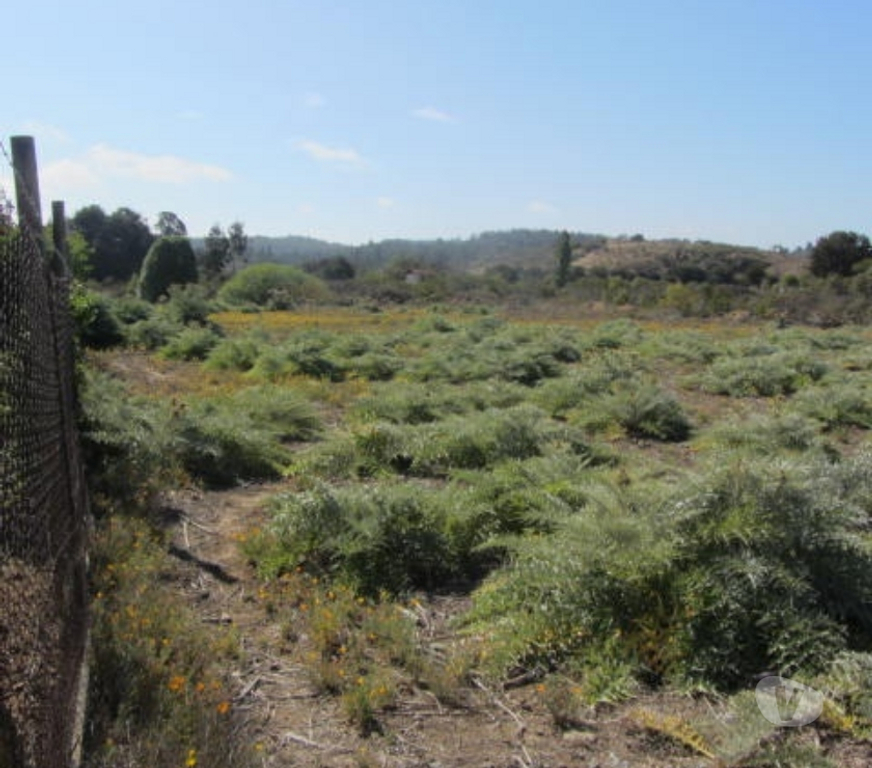 Parcelas en Venta Valparaíso Quintero - Fotos de PARCELA PLANA SECTOR VALLE DEL ESTERO QUINTERO