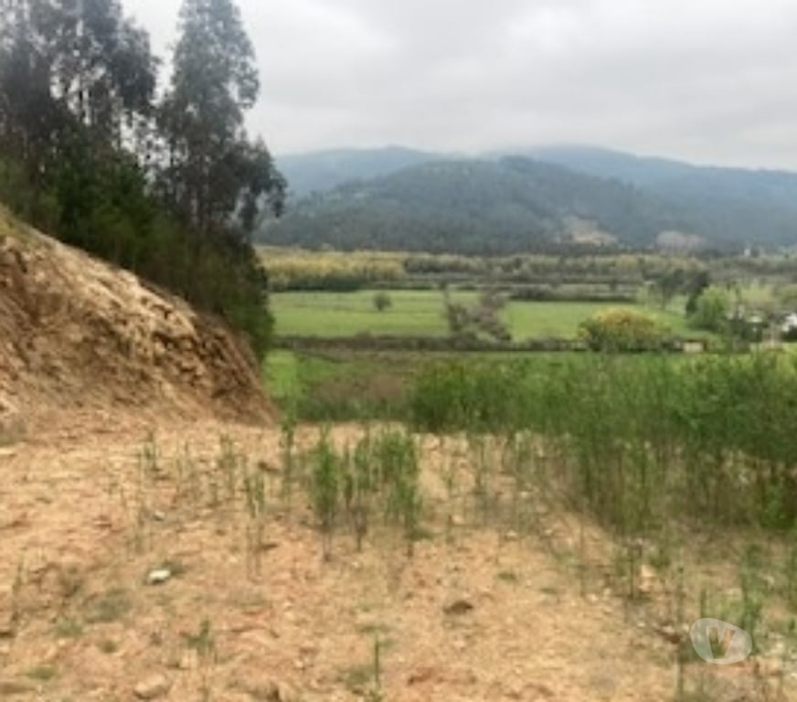 Parcelas en Venta Concepción Hualqui - Fotos de EXCELENTE PARCELA HUALQUI