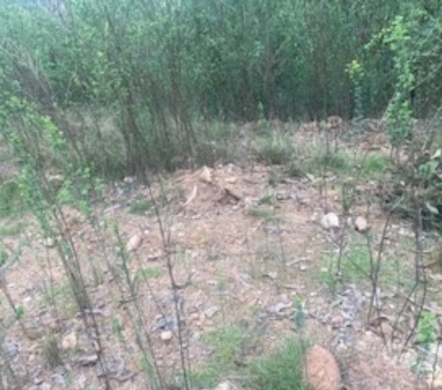 Parcelas en Venta Concepción Hualqui - Fotos de EXCELENTE PARCELA HUALQUI