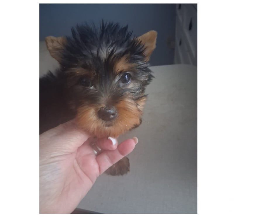 Gatos en Venta Santiago Maipú - Fotos de Yorkshire Hembra