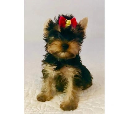 Venta de Mascotas Maipú Santiago - Fotos de Yorkshire Hembra