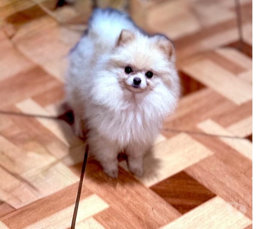Gatos en Venta Santiago El Bosque - Fotos de Pomerania blanca