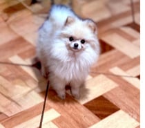 Pomerania blanca