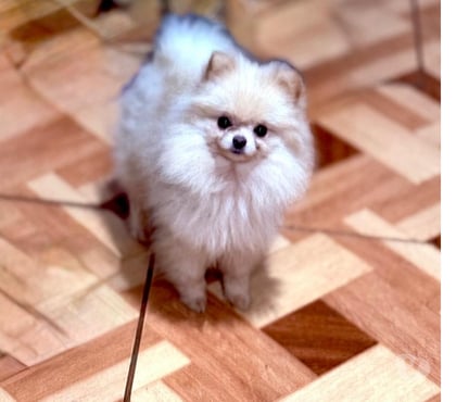 Venta de Mascotas El Bosque Santiago - Fotos de Pomerania blanca