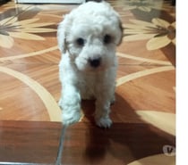 Poodle toy macho