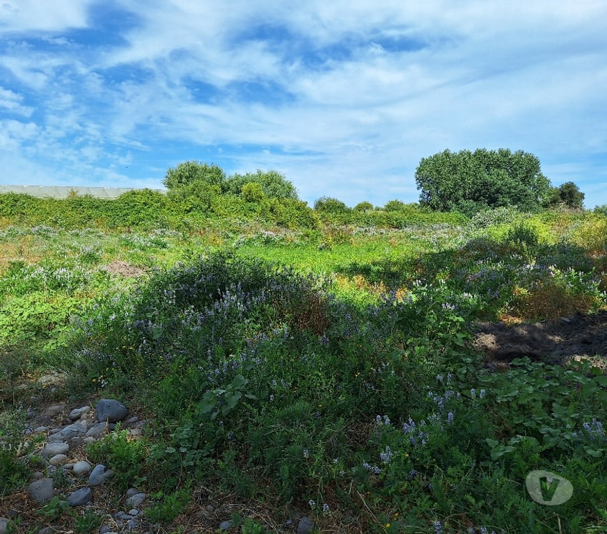 Parcelas en Venta Talca Maule - Fotos de VENDO PARCELA DE 1 HECTAREA EN UNIHUE MAULE