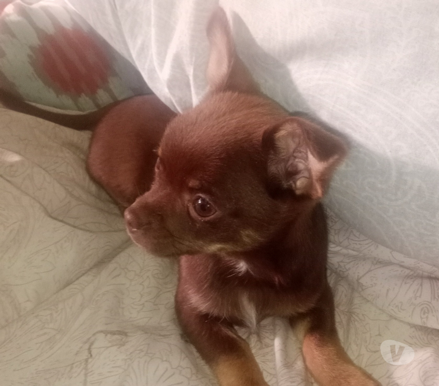 Gatos en Venta Cordillera Puente Alto - Fotos de Chihuahua chocolate inscrito toy