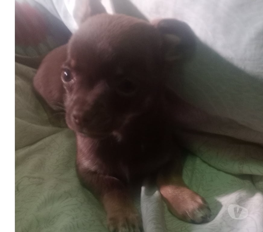 Gatos en Venta Cordillera Puente Alto - Fotos de Chihuahua chocolate inscrito toy
