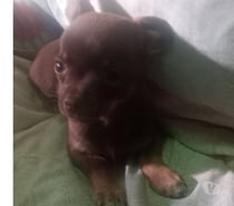Chihuahua chocolate inscrito toy