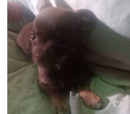 Gatos en Venta Puente Alto Cordillera - Fotos de Chihuahua chocolate inscrito toy