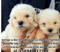 Poodle toy 3 meses en adopcion