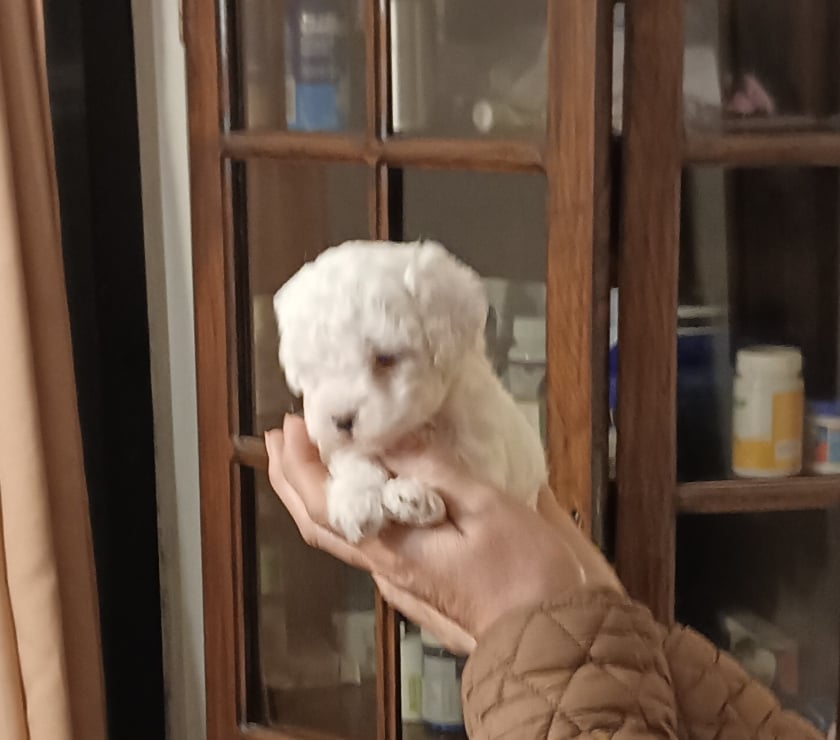 Mascotas en Venta Villa Alemana Valparaíso - Fotos de Hermosas hembritas poodle toy