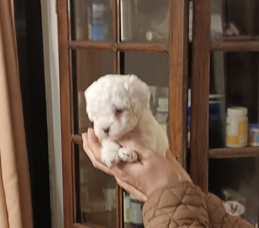 Gatos en Venta Valparaíso Villa Alemana - Fotos de Hermosas hembritas poodle toy