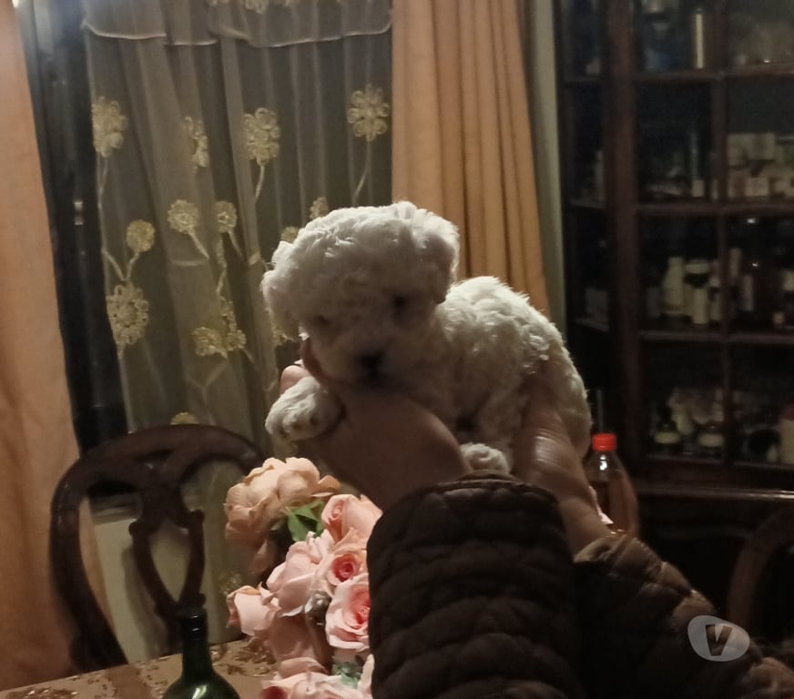 Gatos en Venta Valparaíso Villa Alemana - Fotos de Hermosas hembritas poodle toy