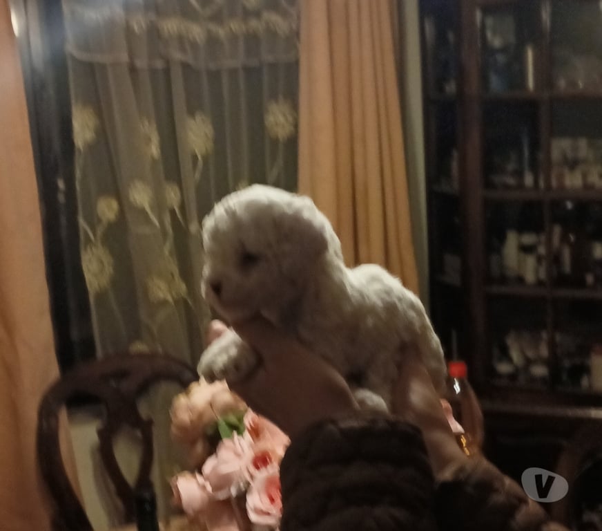 Gatos en Venta Valparaíso Villa Alemana - Fotos de Hermosas hembritas poodle toy