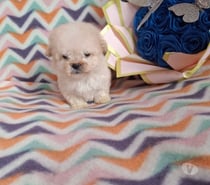 Poodle toy poodle toy