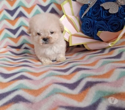 Venta de Mascotas Santiago Santiago - Fotos de Poodle toy poodle toy