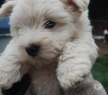 Mascotas en Venta Santiago Santiago - Fotos de Raza west lindos