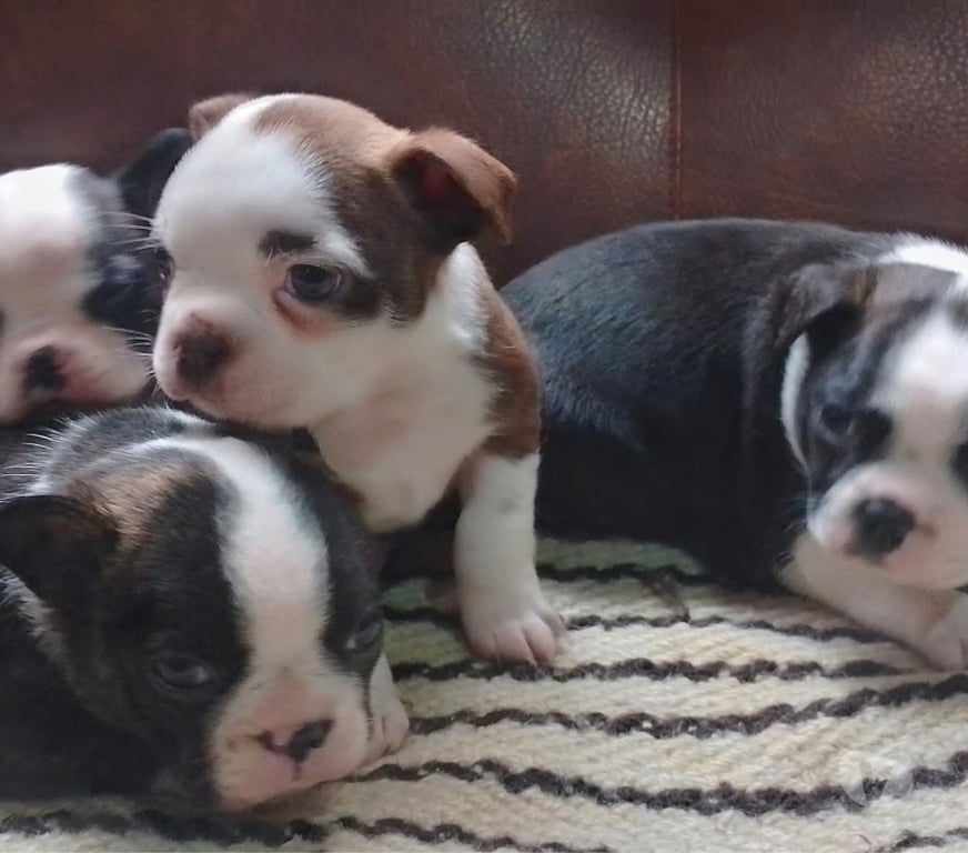 Gatos en Venta Santiago Santiago - Fotos de Boston terrier disponibles