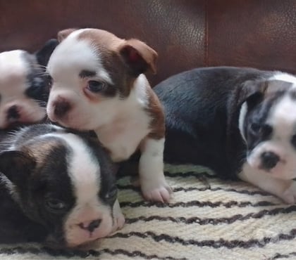 Venta de Mascotas Santiago Santiago - Fotos de Boston terrier disponibles