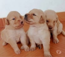 2 hembras 1 macho golden