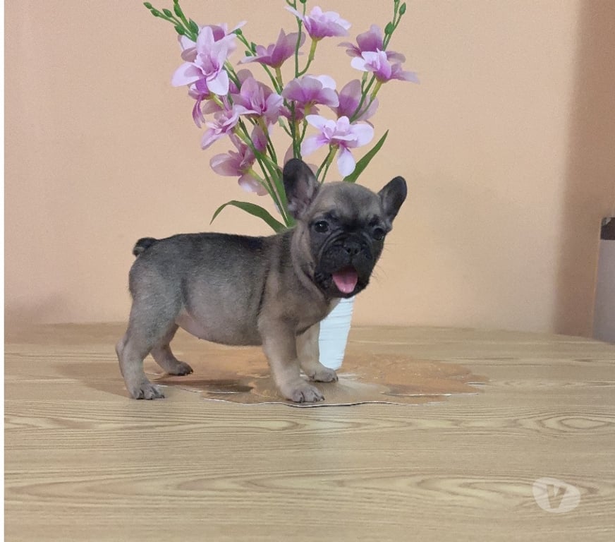 Gatos en Venta Santiago La Cisterna - Fotos de Hermosa hembra bulldog francés $350.000
