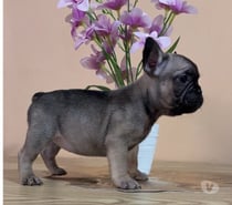 Hermosa hembra bulldog francés $350.000