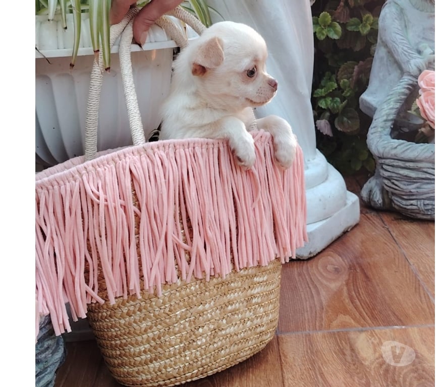 Gatos en Venta Santiago Santiago - Fotos de Cachorrito Chihuahua pelo corto (+56971241718)