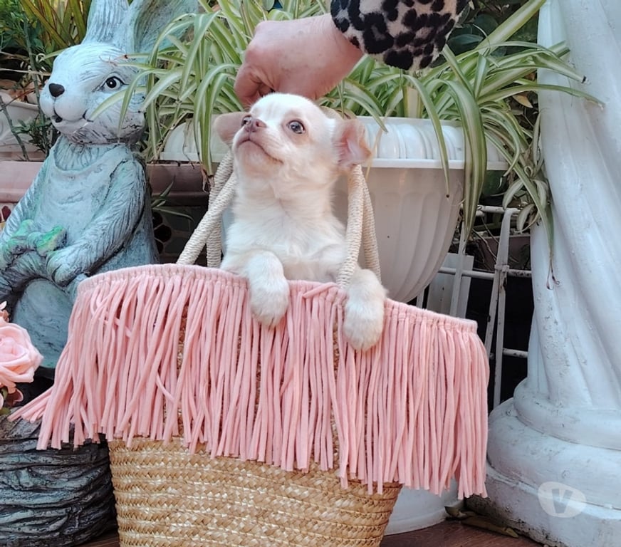 Gatos en Venta Santiago Santiago - Fotos de Cachorrito Chihuahua pelo corto (+56971241718)