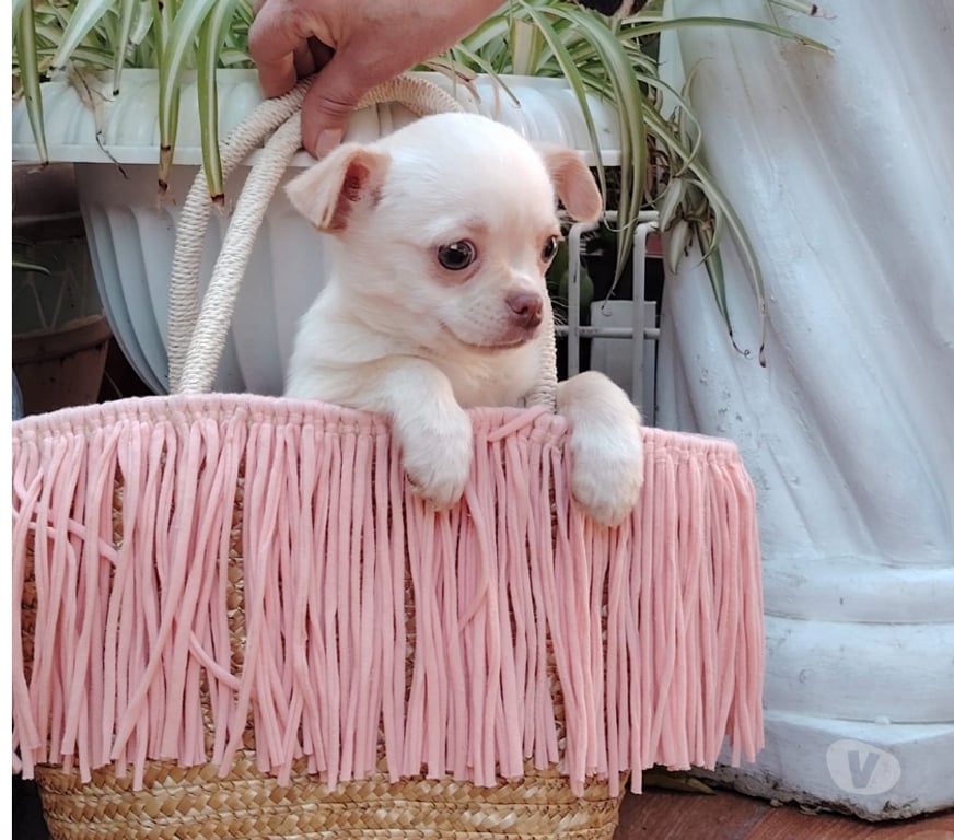 Gatos en Venta Santiago Santiago - Fotos de Cachorrito Chihuahua pelo corto (+56971241718)