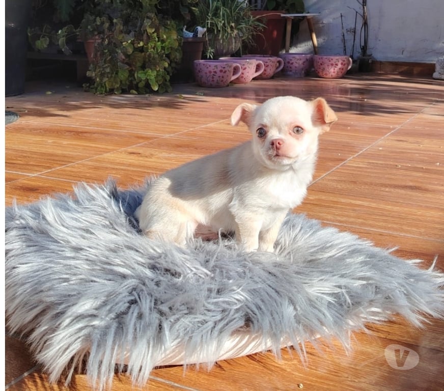Gatos en Venta Santiago Santiago - Fotos de Cachorrito Chihuahua pelo corto (+56971241718)