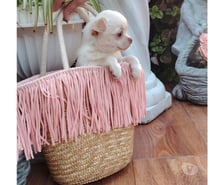 Cachorrito Chihuahua pelo corto (+56971241718)