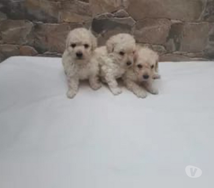 Mascotas Adopción Valparaíso Valparaíso - Fotos de En adopcion poodle toy