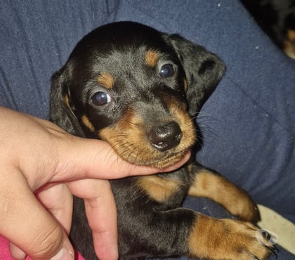 Perros en Venta Viña del Mar Valparaíso - Fotos de Cachorritos Salchicha